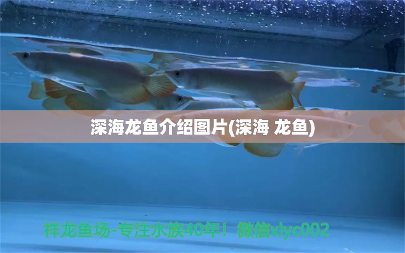 深海龍魚介紹圖片(深海 龍魚) 檸檬鯽