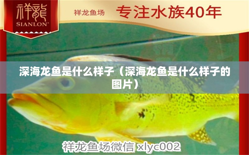 深海龍魚是什么樣子（深海龍魚是什么樣子的圖片）