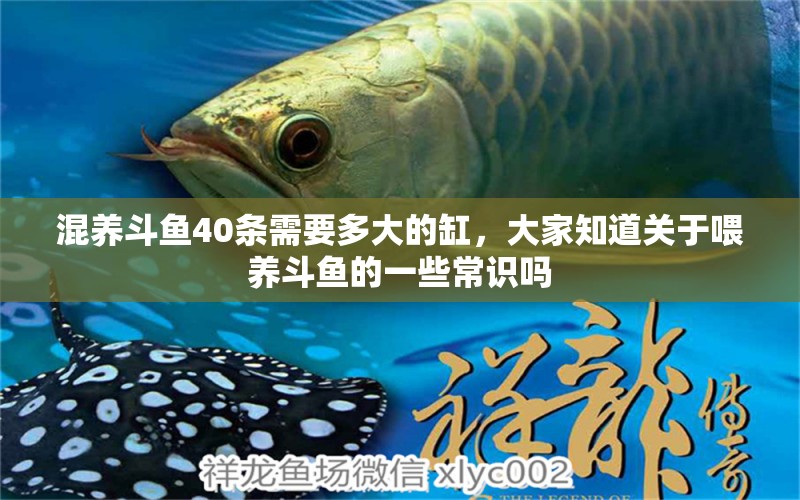 混養(yǎng)斗魚40條需要多大的缸，大家知道關(guān)于喂養(yǎng)斗魚的一些常識(shí)嗎 觀賞魚 第2張