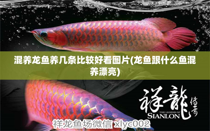 混養(yǎng)龍魚養(yǎng)幾條比較好看圖片(龍魚跟什么魚混養(yǎng)漂亮) 魚缸/水族箱