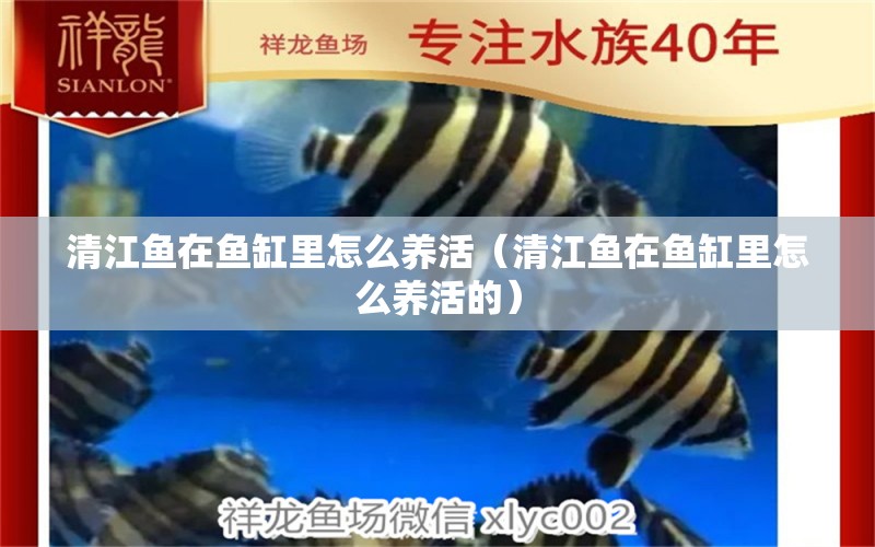 清江魚在魚缸里怎么養(yǎng)活（清江魚在魚缸里怎么養(yǎng)活的）