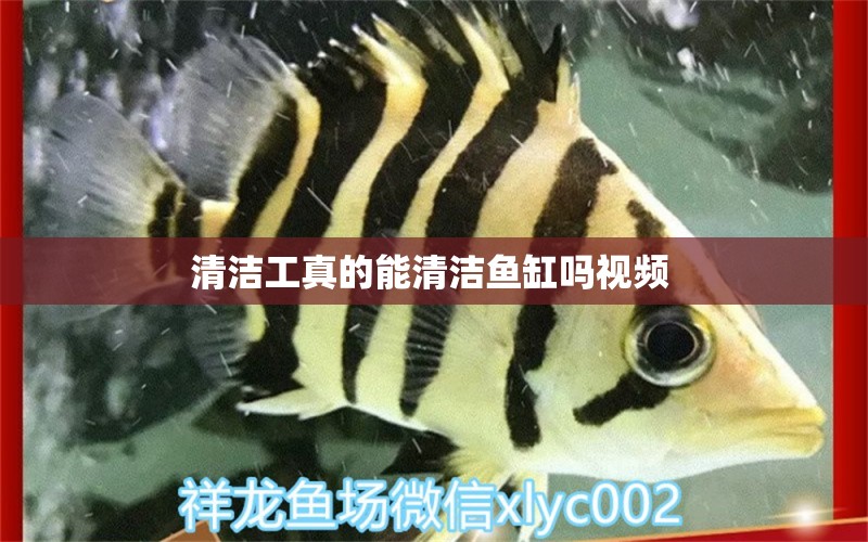 清潔工真的能清潔魚缸嗎視頻 