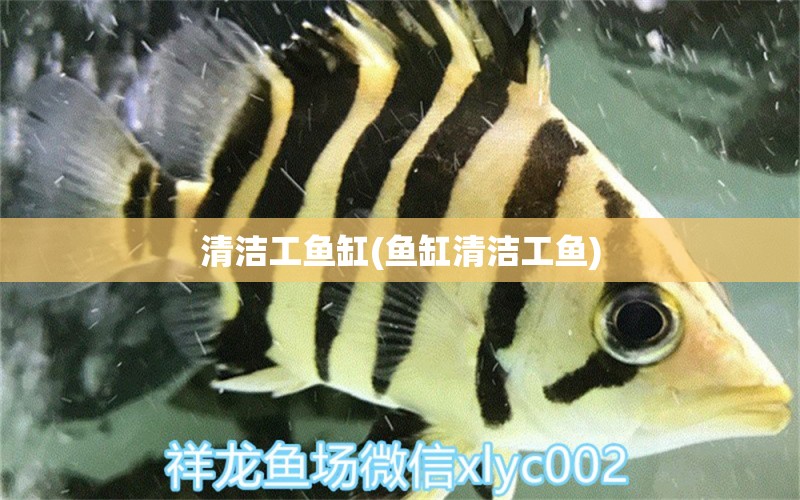 清潔工魚缸(魚缸清潔工魚) 黑云魚