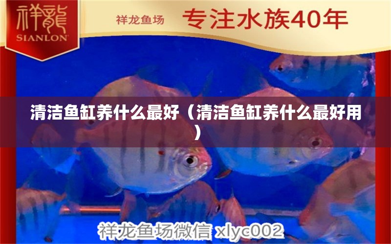 清潔魚缸養(yǎng)什么最好（清潔魚缸養(yǎng)什么最好用）