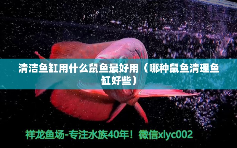 清潔魚缸用什么鼠魚最好用（哪種鼠魚清理魚缸好些）