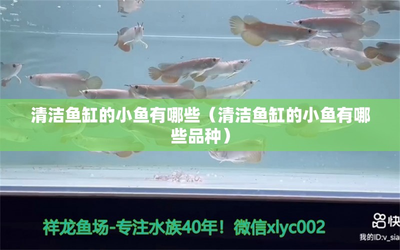 清潔魚缸的小魚有哪些（清潔魚缸的小魚有哪些品種） 祥龍水族醫(yī)院