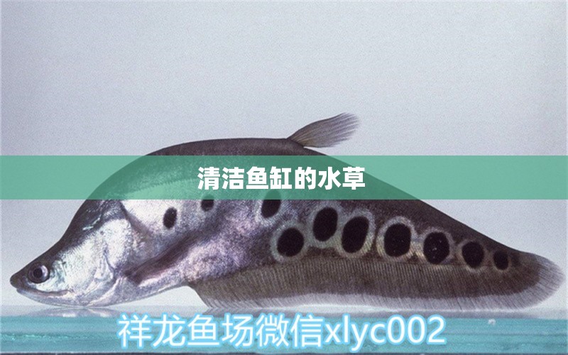 清潔魚缸的水草 