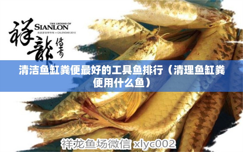 清潔魚缸糞便最好的工具魚排行（清理魚缸糞便用什么魚）