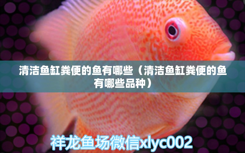 清潔魚缸糞便的魚有哪些（清潔魚缸糞便的魚有哪些品種）