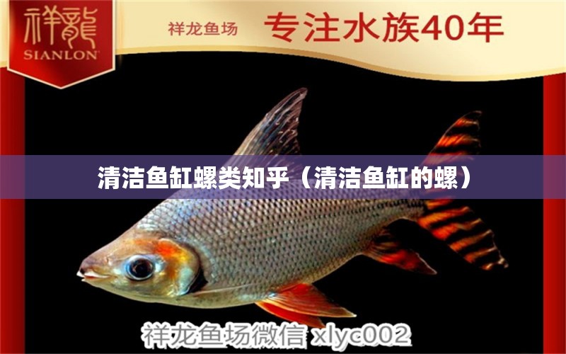 清潔魚缸螺類知乎（清潔魚缸的螺）