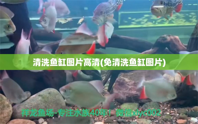 清洗魚缸圖片高清(免清洗魚缸圖片) 三間鼠魚苗