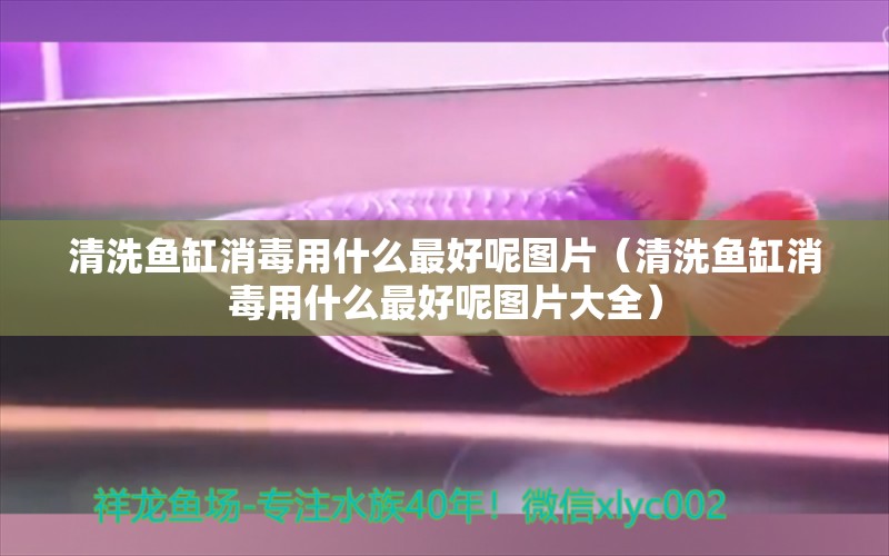 清洗魚缸消毒用什么最好呢圖片（清洗魚缸消毒用什么最好呢圖片大全） 細線銀版魚