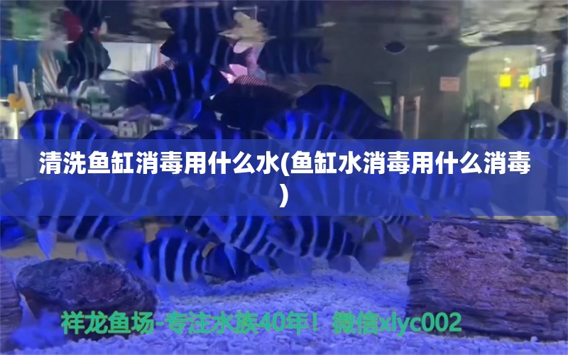 清洗魚(yú)缸消毒用什么水(魚(yú)缸水消毒用什么消毒)