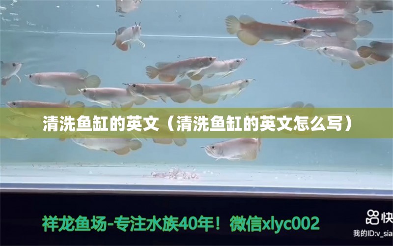 清洗魚缸的英文（清洗魚缸的英文怎么寫）