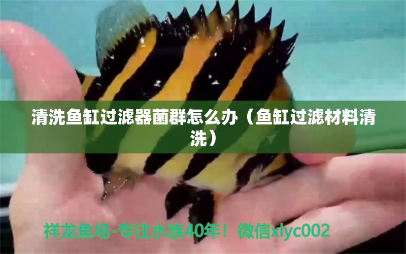 清洗魚缸過濾器菌群怎么辦（魚缸過濾材料清洗） 廣州觀賞魚批發(fā)市場