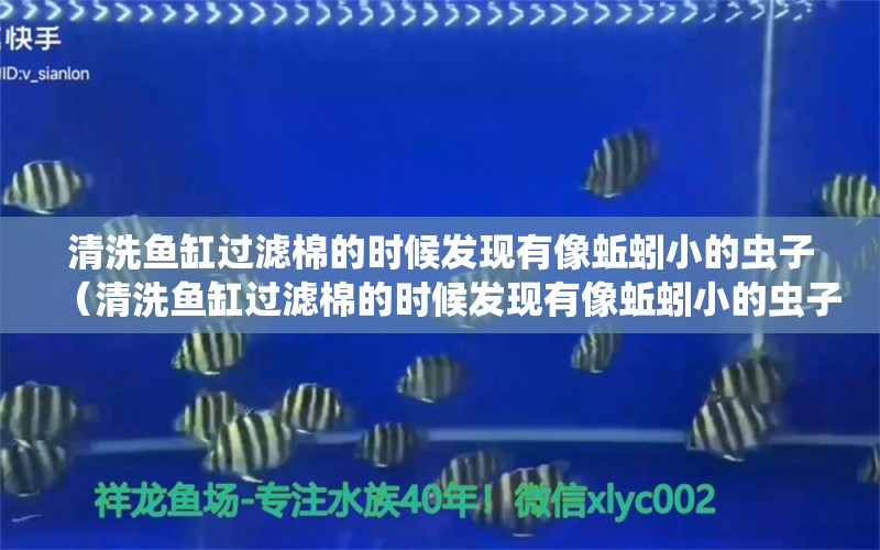 清洗魚缸過濾棉的時候發(fā)現(xiàn)有像蚯蚓小的蟲子（清洗魚缸過濾棉的時候發(fā)現(xiàn)有像蚯蚓小的蟲子怎么辦）