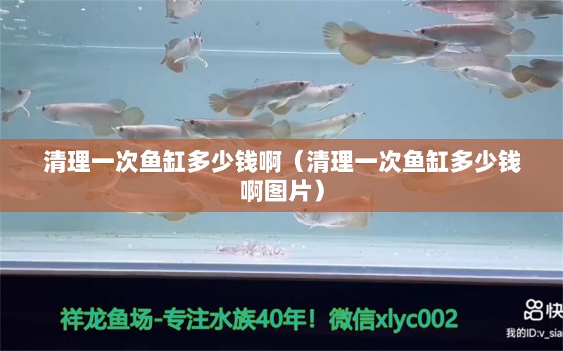 清理一次魚缸多少錢?。ㄇ謇硪淮昔~缸多少錢啊圖片）