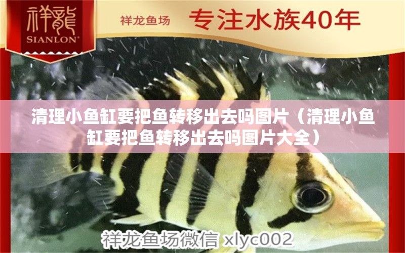 清理小魚缸要把魚轉(zhuǎn)移出去嗎圖片（清理小魚缸要把魚轉(zhuǎn)移出去嗎圖片大全）