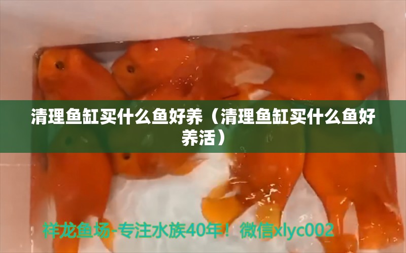 清理魚缸買什么魚好養(yǎng)（清理魚缸買什么魚好養(yǎng)活） 祥龍水族醫(yī)院