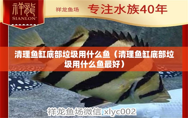 清理魚(yú)缸底部垃圾用什么魚(yú)（清理魚(yú)缸底部垃圾用什么魚(yú)最好）