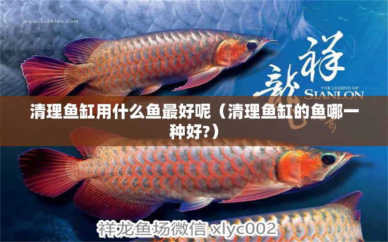 清理魚缸用什么魚最好呢（清理魚缸的魚哪一種好?） 廣州觀賞魚批發(fā)市場