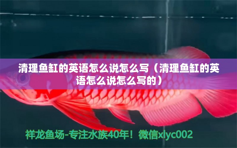 清理魚缸的英語怎么說怎么寫（清理魚缸的英語怎么說怎么寫的）