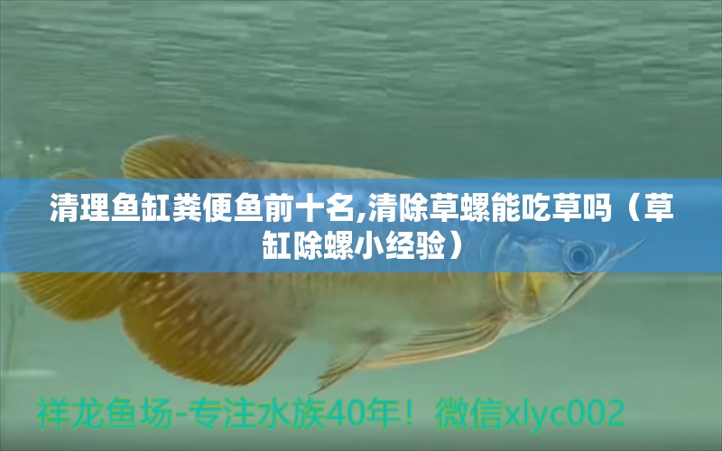 清理魚缸糞便魚前十名,清除草螺能吃草嗎（草缸除螺小經(jīng)驗(yàn)） 純血皇冠黑白魟魚