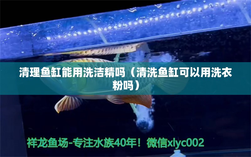 清理魚缸能用洗潔精嗎（清洗魚缸可以用洗衣粉嗎） 廣州觀賞魚批發(fā)市場