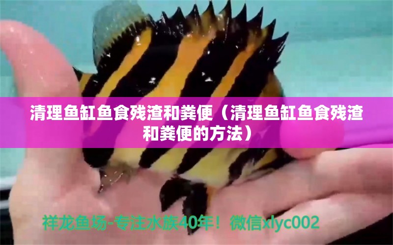 清理魚缸魚食殘渣和糞便（清理魚缸魚食殘渣和糞便的方法） 虎魚魚苗