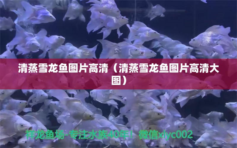 清蒸雪龍魚圖片高清（清蒸雪龍魚圖片高清大圖） 廣州龍魚批發(fā)市場