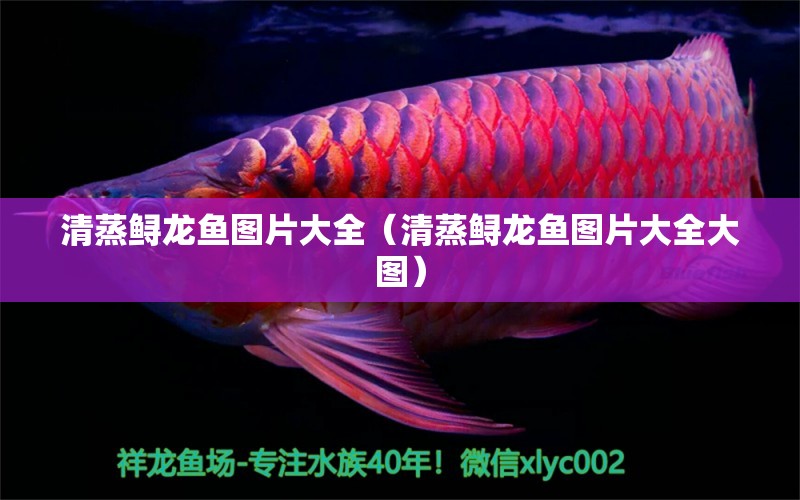 清蒸鱘龍魚圖片大全（清蒸鱘龍魚圖片大全大圖）