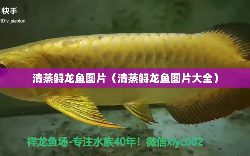 清蒸鱘龍魚圖片（清蒸鱘龍魚圖片大全）