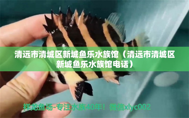 清遠(yuǎn)市清城區(qū)新城魚樂水族館（清遠(yuǎn)市清城區(qū)新城魚樂水族館電話） 全國(guó)水族館企業(yè)名錄