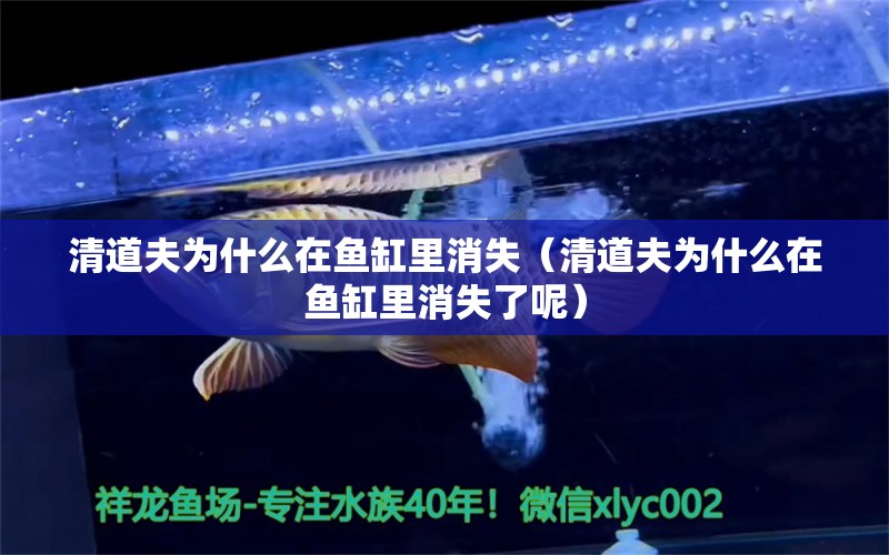 清道夫?yàn)槭裁丛隰~缸里消失（清道夫?yàn)槭裁丛隰~缸里消失了呢） 祥龍水族醫(yī)院