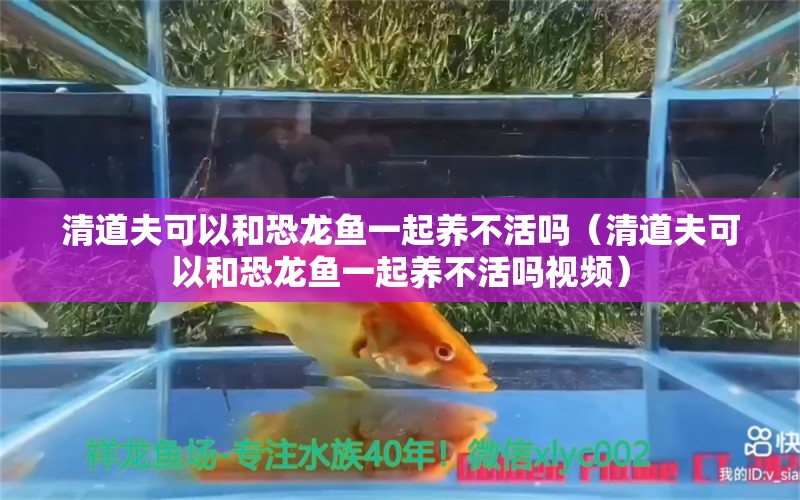 清道夫可以和恐龍魚一起養(yǎng)不活嗎（清道夫可以和恐龍魚一起養(yǎng)不活嗎視頻） 廣州龍魚批發(fā)市場(chǎng)