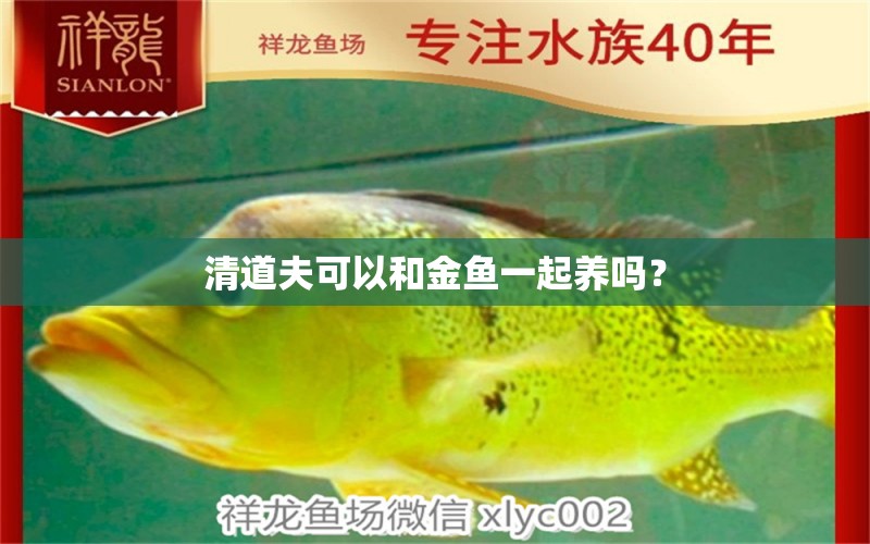 清道夫可以和金魚一起養(yǎng)嗎？ 薩伊藍(lán)魚