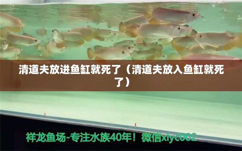 清道夫放進(jìn)魚(yú)缸就死了（清道夫放入魚(yú)缸就死了）