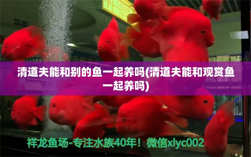 清道夫能和別的魚一起養(yǎng)嗎(清道夫能和觀賞魚一起養(yǎng)嗎) 祥龍金禾金龍魚