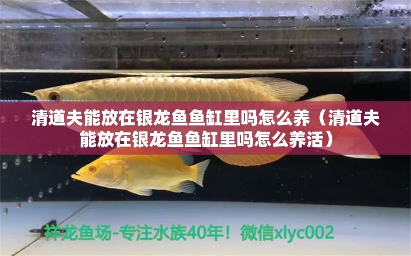 清道夫能放在銀龍魚魚缸里嗎怎么養(yǎng)（清道夫能放在銀龍魚魚缸里嗎怎么養(yǎng)活）