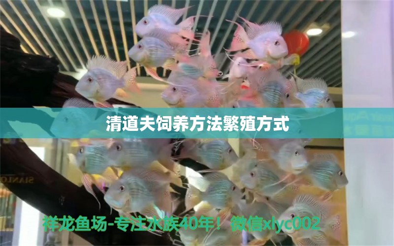 清道夫飼養(yǎng)方法繁殖方式 祥龍魚(yú)藥系列 第2張