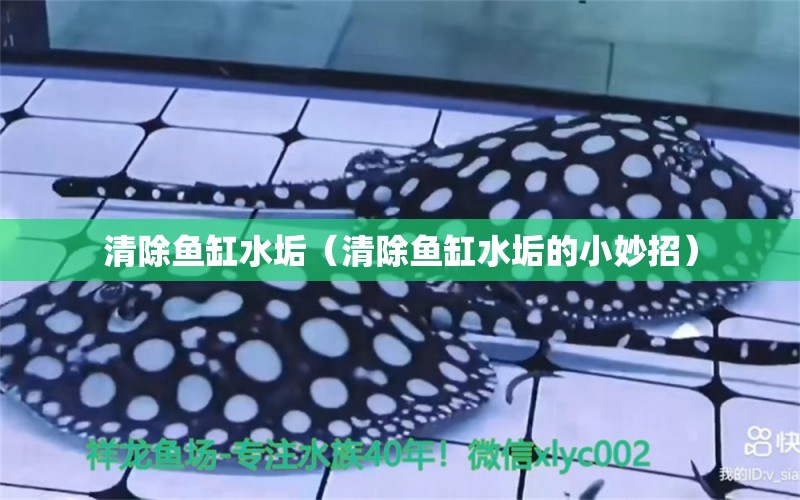 清除魚缸水垢（清除魚缸水垢的小妙招）