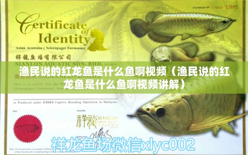 漁民說的紅龍魚是什么魚啊視頻（漁民說的紅龍魚是什么魚啊視頻講解）