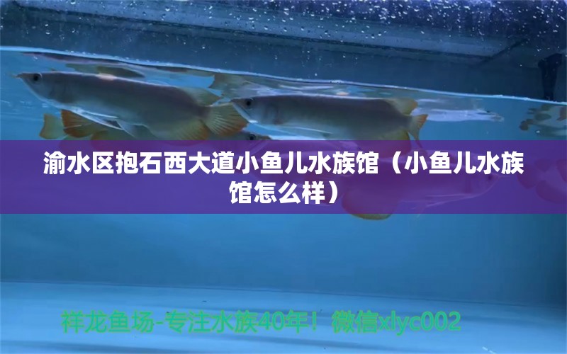 渝水區(qū)抱石西大道小魚兒水族館（小魚兒水族館怎么樣）