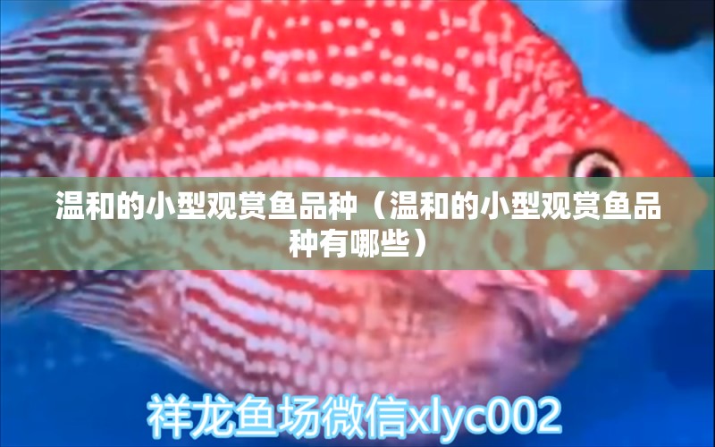 溫和的小型觀賞魚品種（溫和的小型觀賞魚品種有哪些）