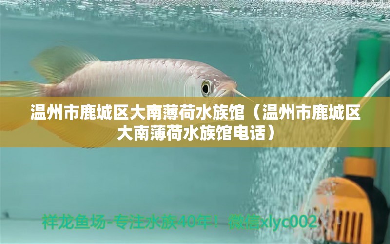 溫州市鹿城區(qū)大南薄荷水族館（溫州市鹿城區(qū)大南薄荷水族館電話）