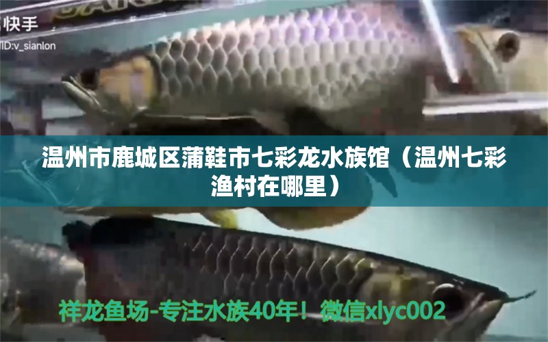 溫州市鹿城區(qū)蒲鞋市七彩龍水族館（溫州七彩漁村在哪里）