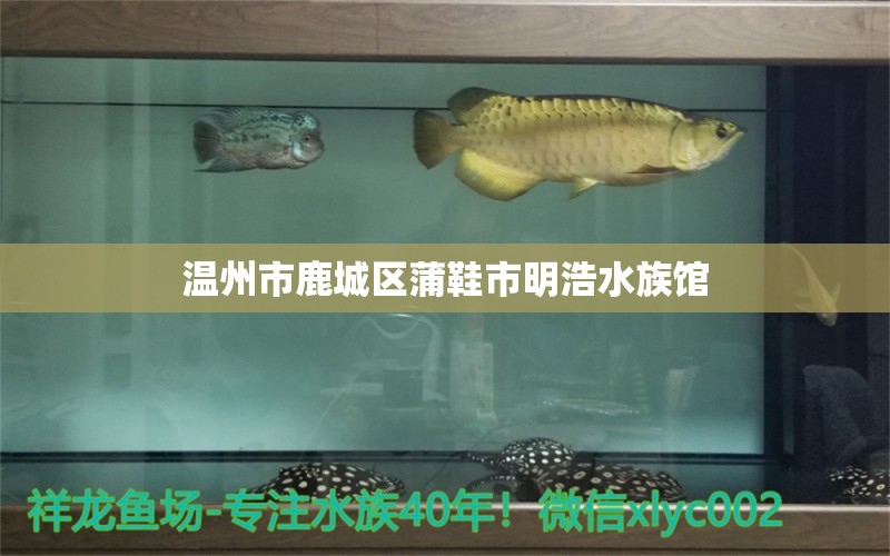 溫州市鹿城區(qū)蒲鞋市明浩水族館