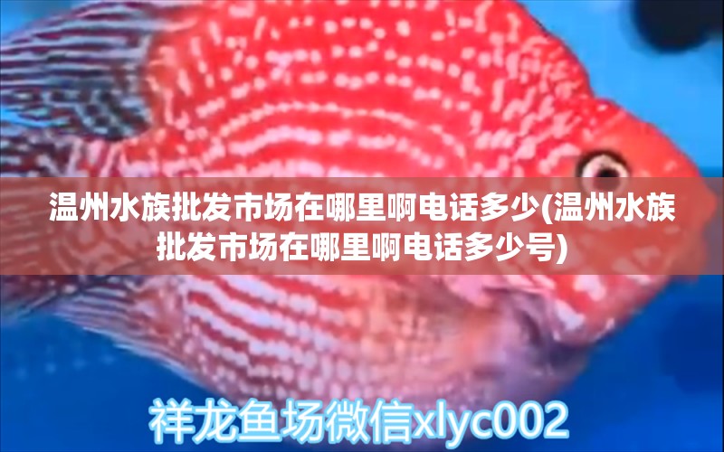 溫州水族批發(fā)市場(chǎng)在哪里啊電話多少(溫州水族批發(fā)市場(chǎng)在哪里啊電話多少號(hào)) 和尚魚