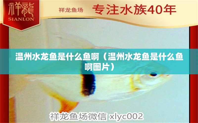 溫州水龍魚是什么魚?。刂菟堲~是什么魚啊圖片）