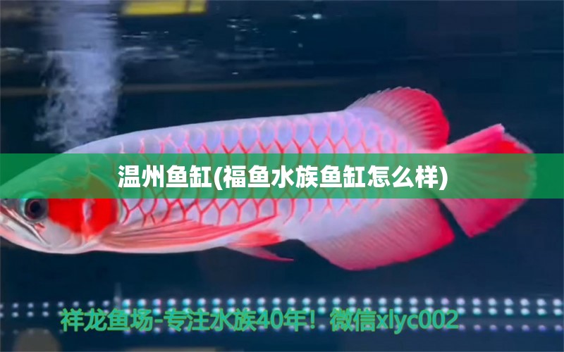 溫州魚缸(福魚水族魚缸怎么樣)